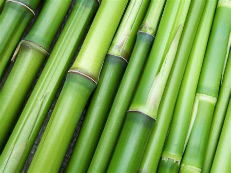 Pilih Jenis Bambu yang Sesuai