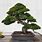 Pine Tree Bonsai