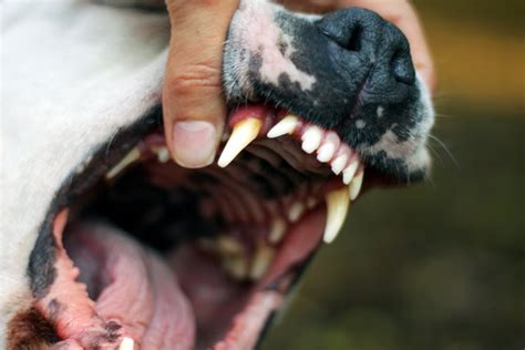 Pitbull Teeth Chart