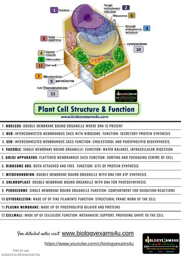 Plant Cell Functions Chart