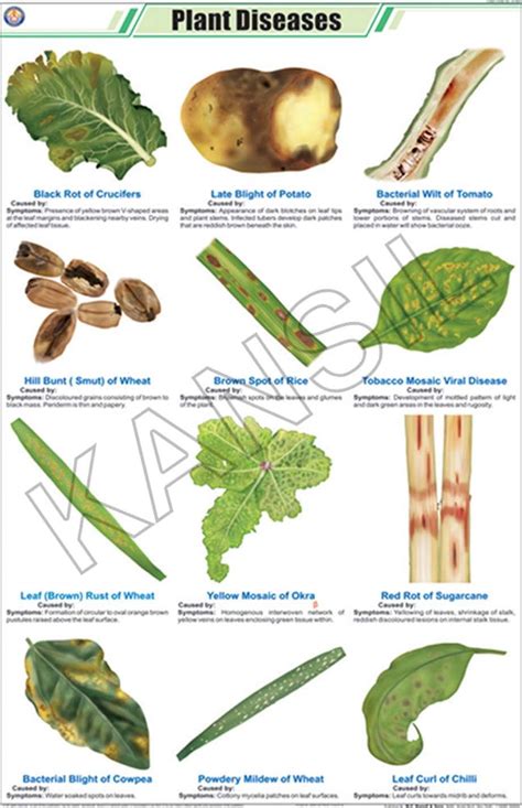 Plant Diseases Chart