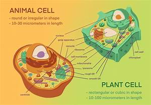 Plant Cell vs Animal Cell