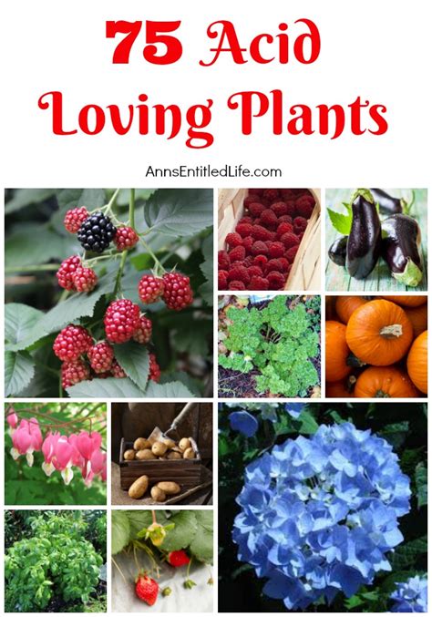 Plants That Need