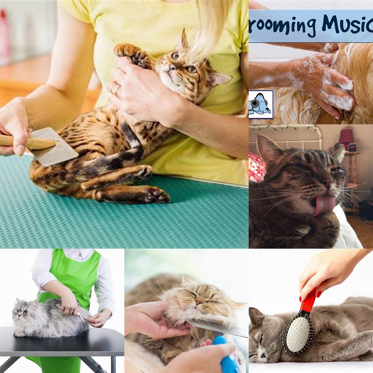 Play Music During Grooming Sessions