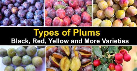 Plum Varieties Chart