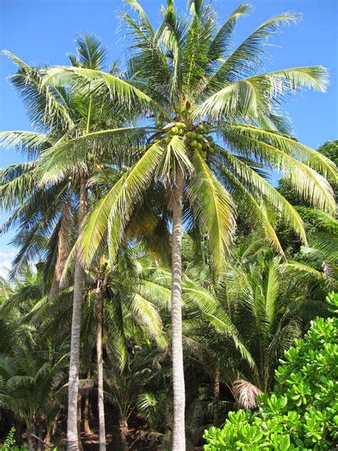 Pohon Kelapa