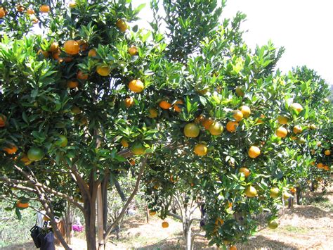 Pohon buah jeruk Indonesia