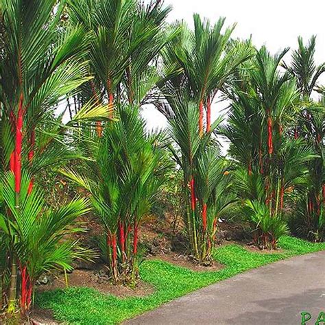 Pohon Pinang Merah di Indonesia