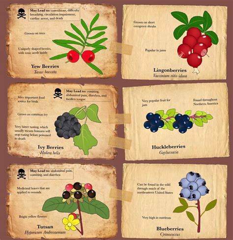 Poison Berry Identification Chart