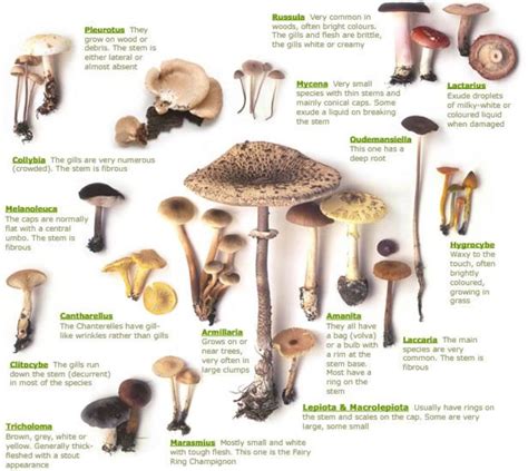 Poisonous Florida Mushroom Identification Chart