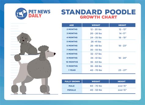 Poodle Puppy Weight Chart