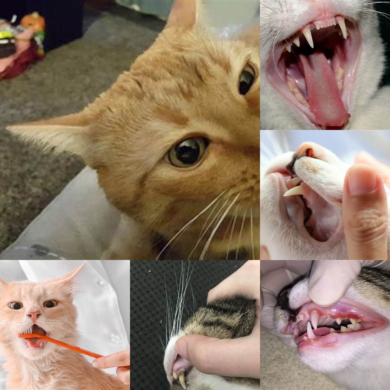 Pork Rinds and Your Cats Teeth