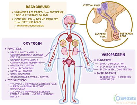 Gland Function