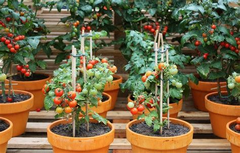 Pot untuk Tanaman Tomat