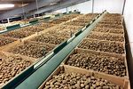 Potato Warehouse
