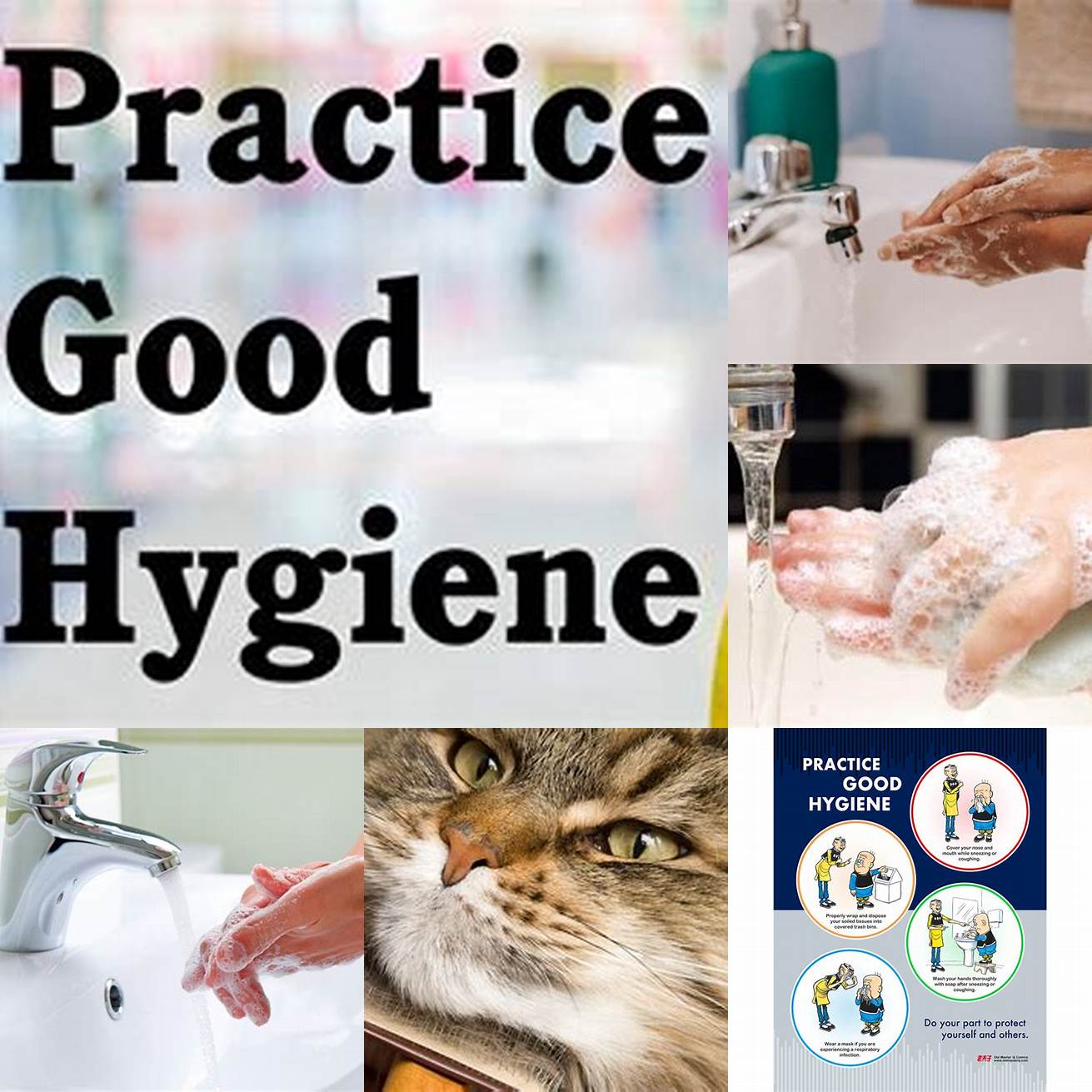 Practice good hygiene when handling your cat