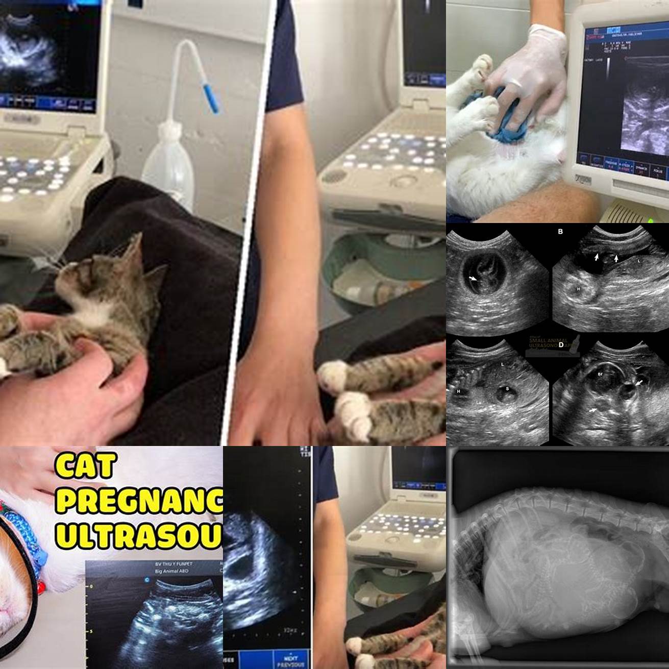 Pregnant cat ultrasound