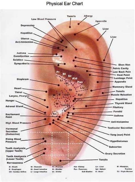 Pressure Points Of The Ear Chart