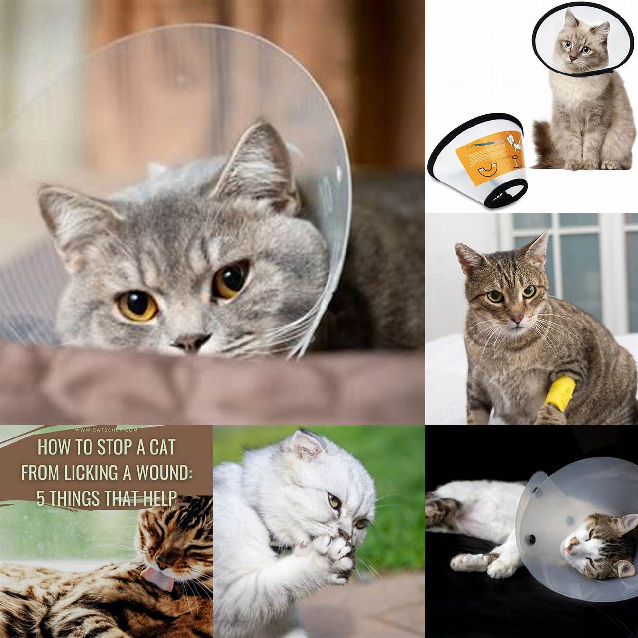 Prevent your cat from licking the wound