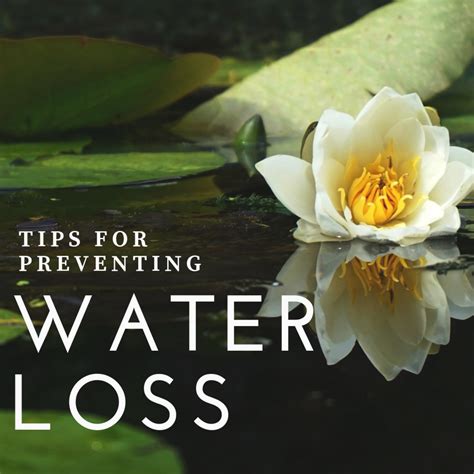 Preventing Water Loss