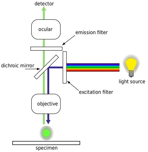 Principles Fluorescence