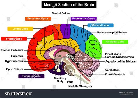 Printable Diagram Of The Brain