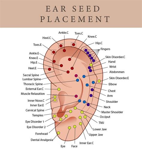 Printable Ear Seed Placement Chart