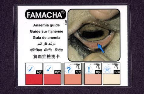 Printable Famacha Score Card