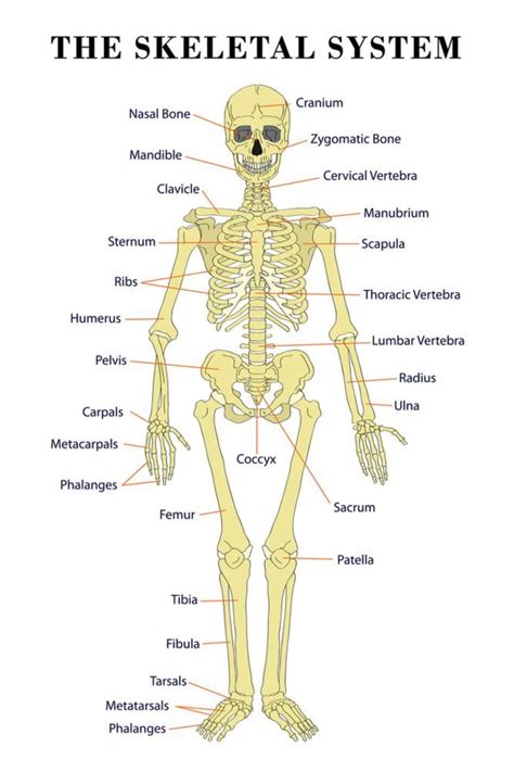 Printable Skeletal System