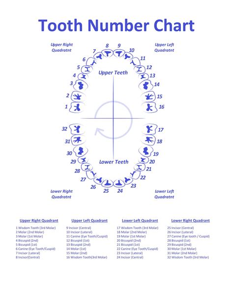 Printable Teeth Chart