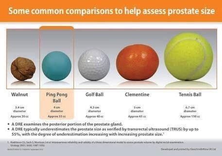 Prostate Gland Size Chart