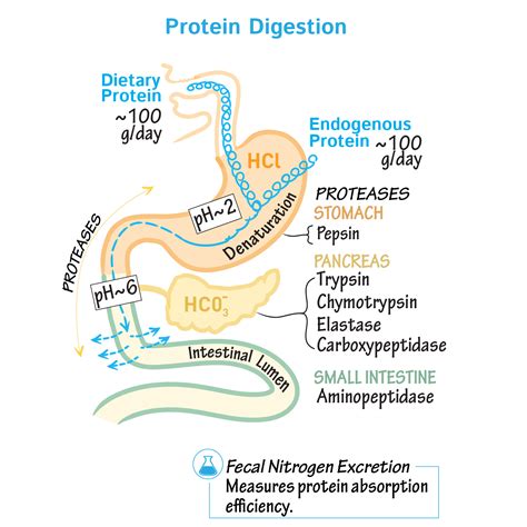 Protein Digestion