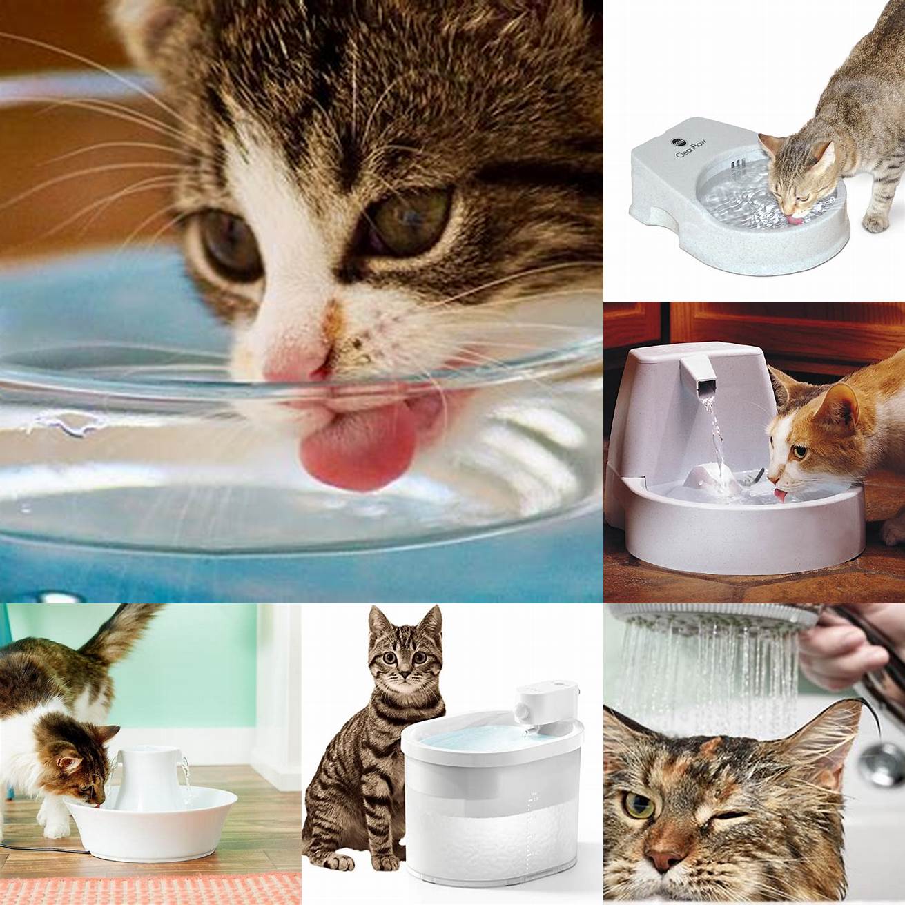 Provide Your Cat with Plenty of Clean Water