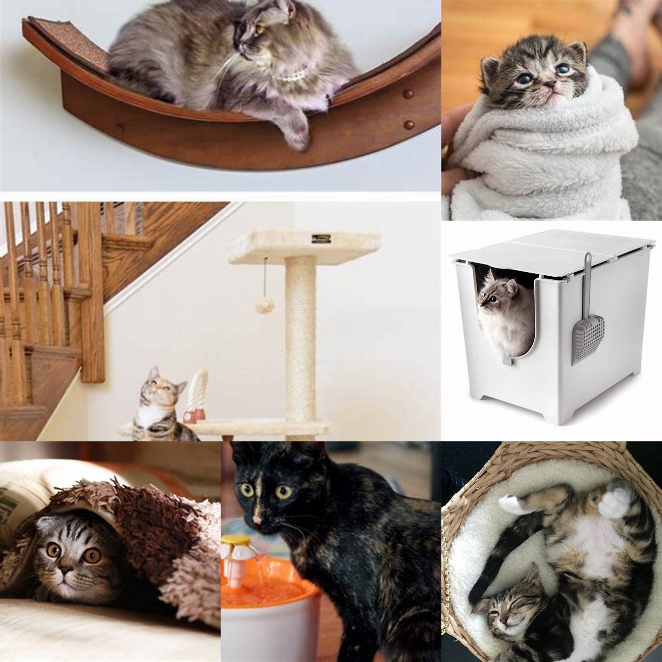 Provide a Comfortable Environment Make sure your cat has a quiet and comfortable space to rest in Keep their litter box food and water close by so they dont have to move around too much