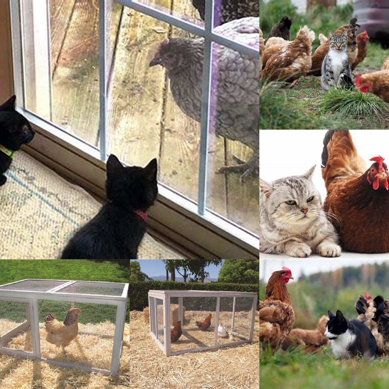 Provide a safe and secure environment for your chickens