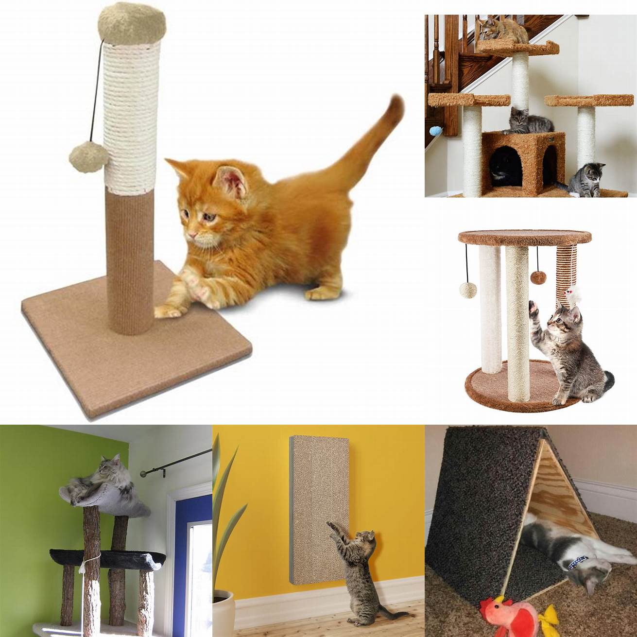 Provide plenty of environmental enrichment such as scratching posts toys and perches This can help reduce boredom and stress which can contribute to aggression