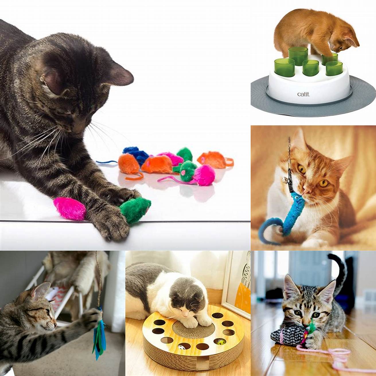 Provide plenty of toys and activities to keep your pet entertained