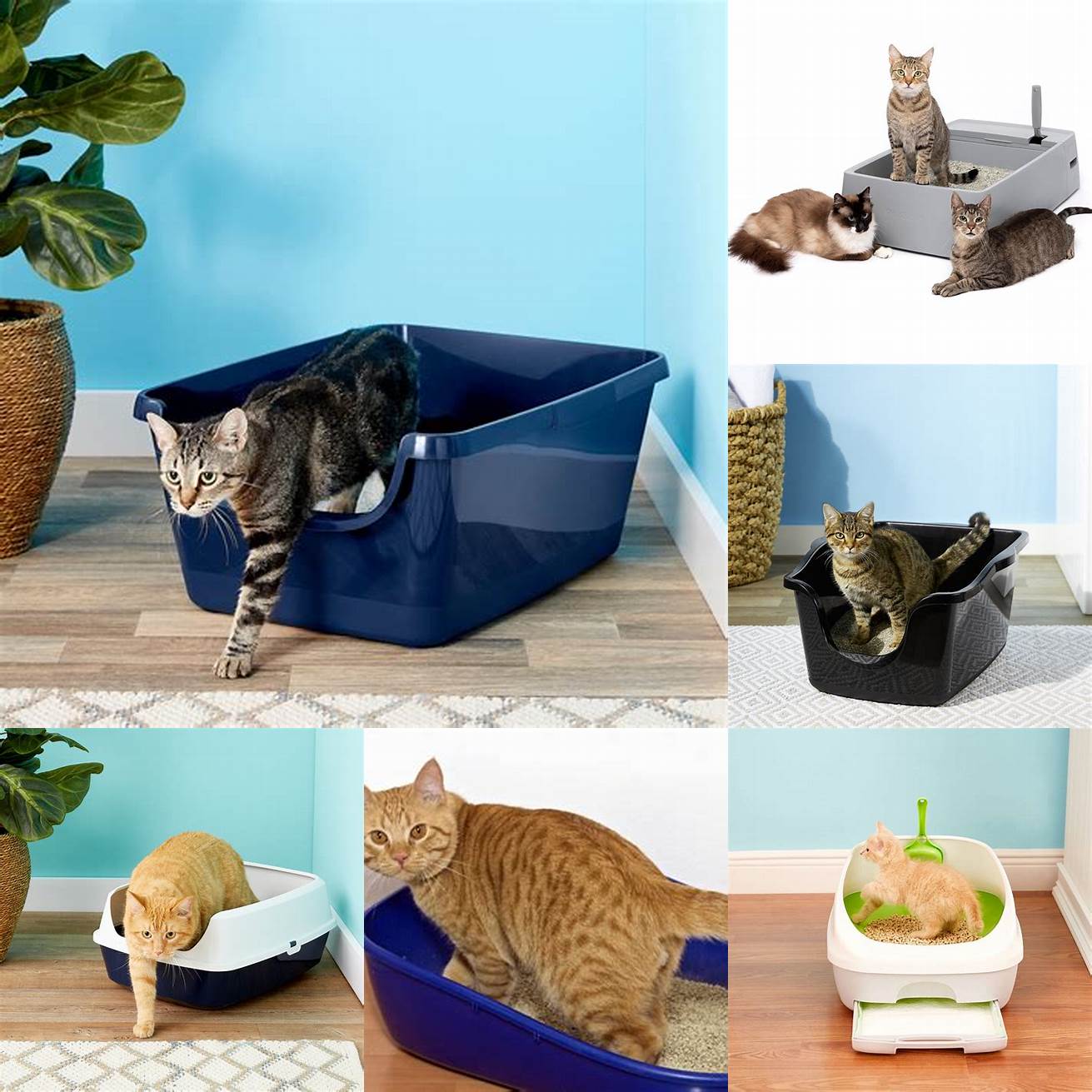 Provide separate litter boxes for each pet to prevent any territorial disputes