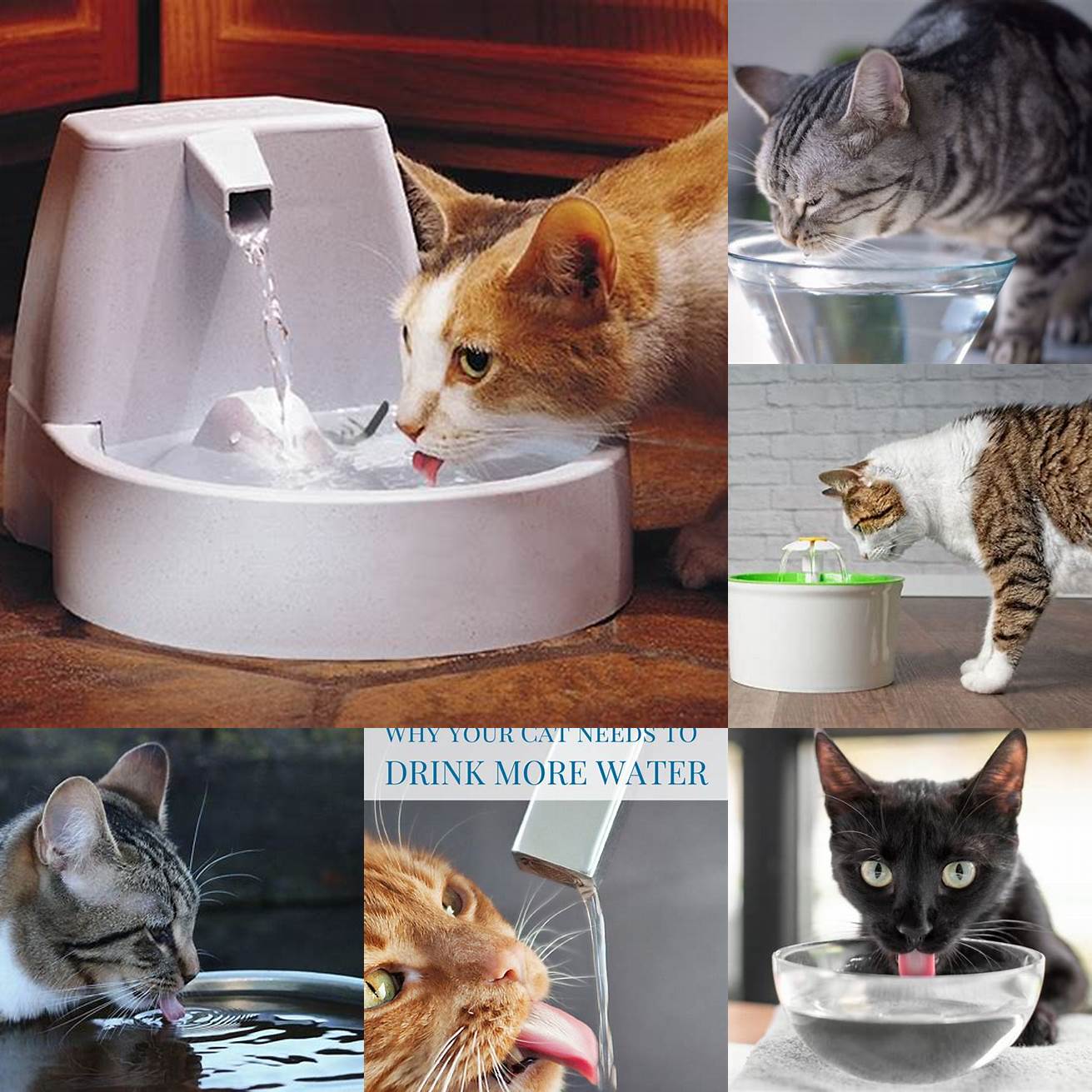 Provide your cat with fresh water and encourage them to drink more