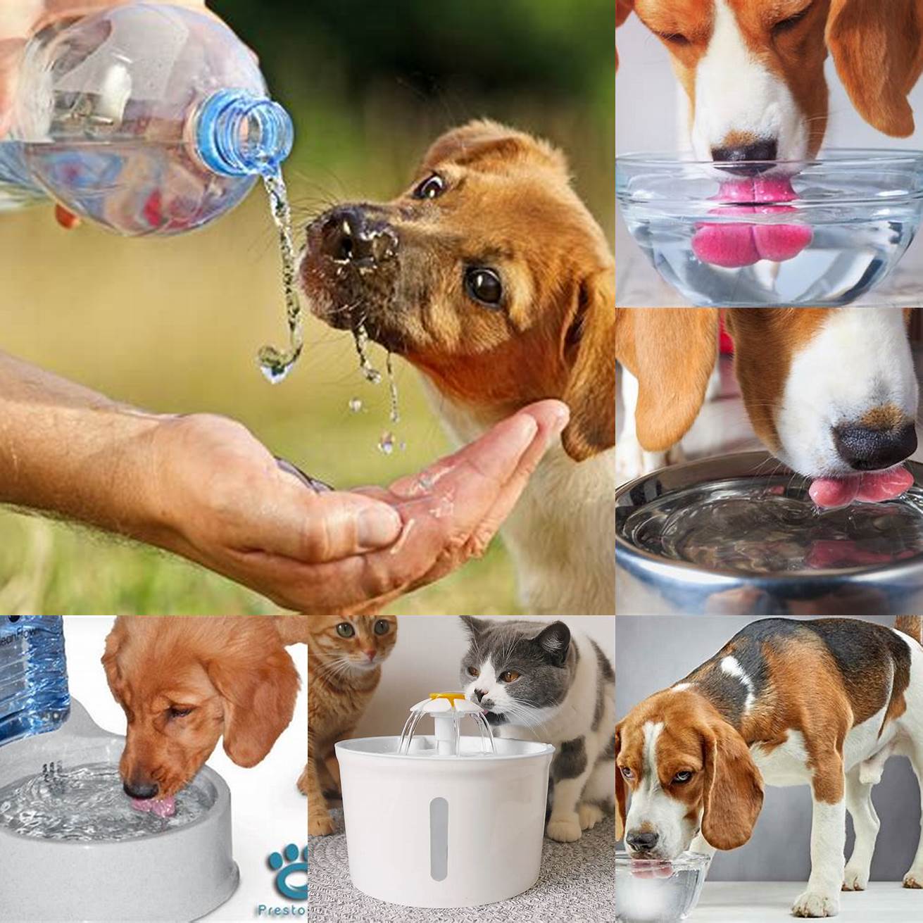 Provide your dog with plenty of fresh water at all times