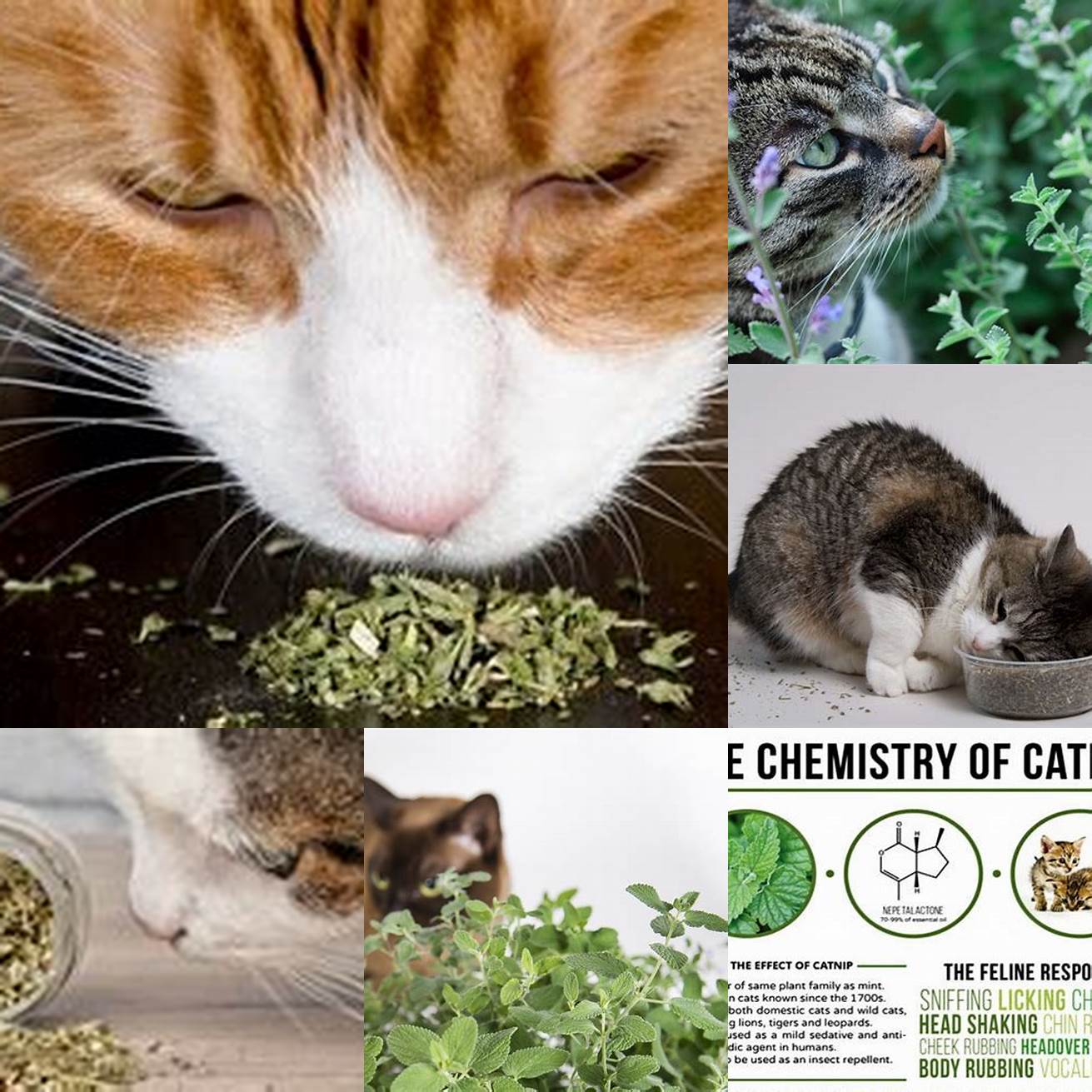 Providing sensory stimulation Catnip contains a compound called nepetalactone which triggers a response in cats olfactory system