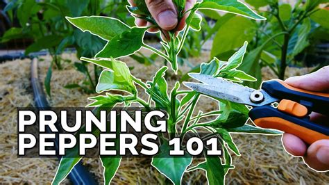 Pruning Peppers