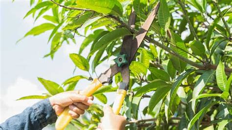 Pruning and Training Your Mexican Mango Tree