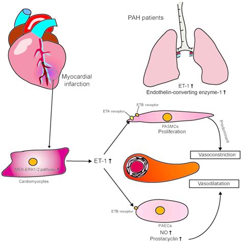 Hypertension Pathophysiology