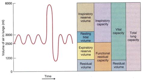 Pulmonary Volumes And Capacities Chart