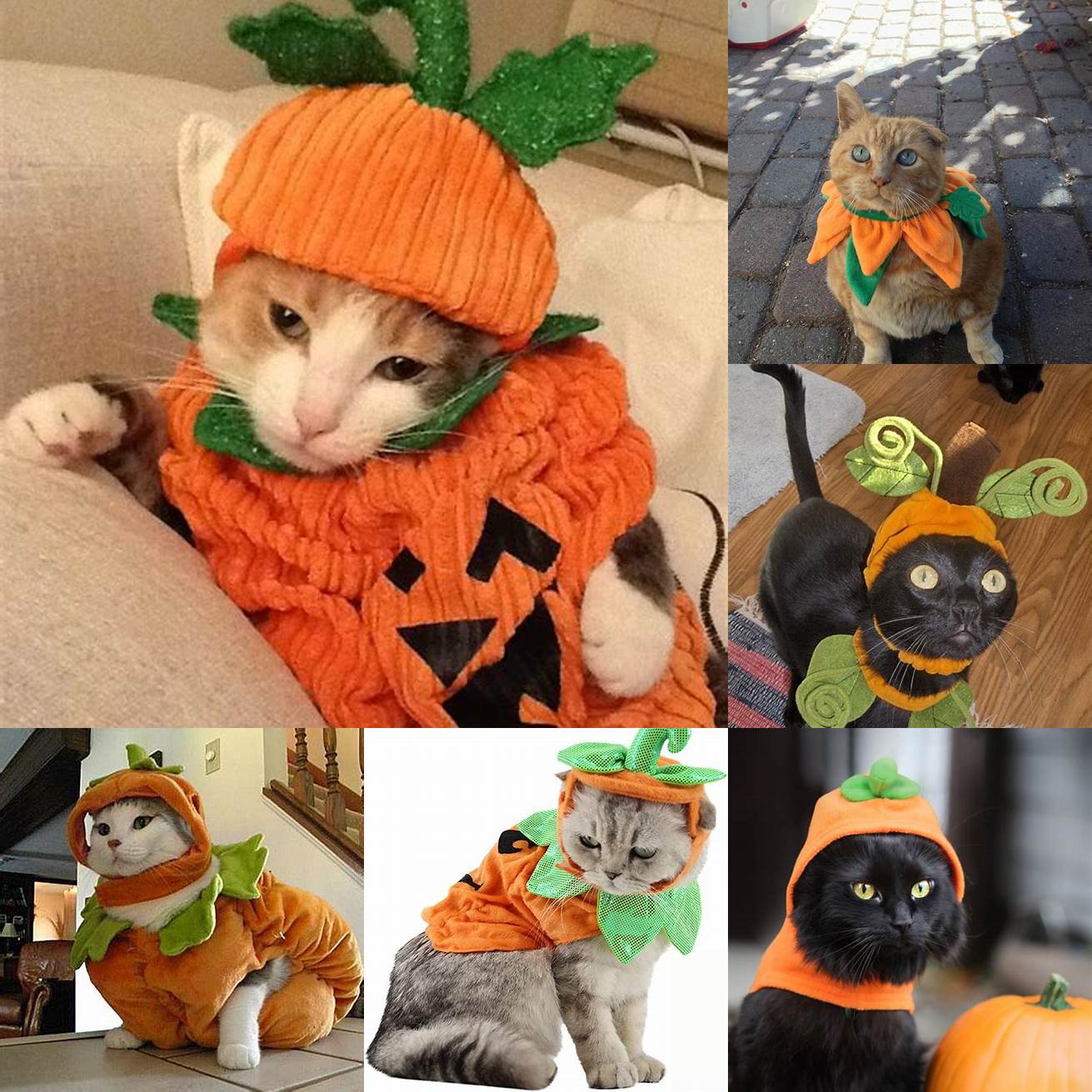 Pumpkin Cat Costume