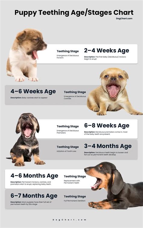 Puppy Teething Age Chart