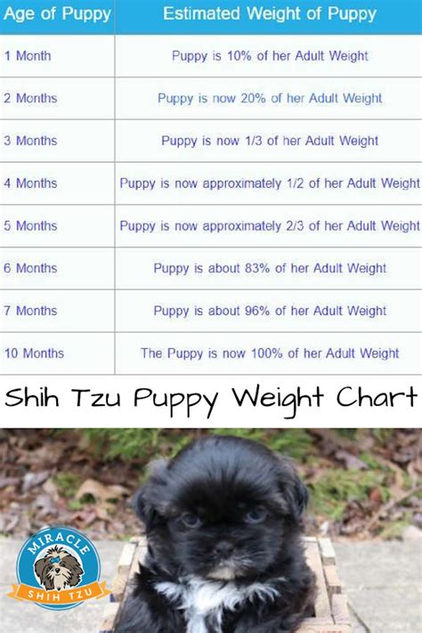 Puppy Weight Chart Shih Tzu