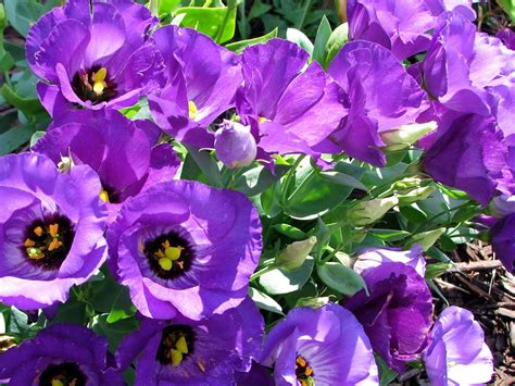 Purple Flowering