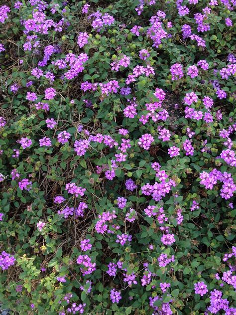 Groundcover Plant
